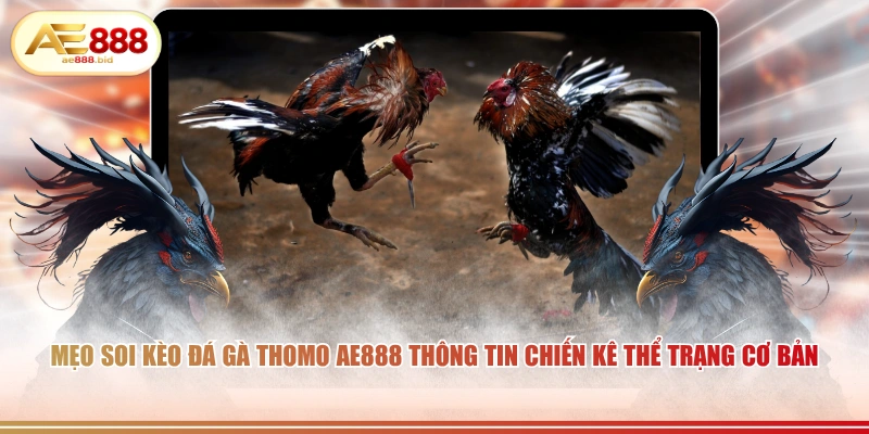 Mẹo soi kèo đá gà Thomo AE888 thông tin chiến kê thể trạng cơ bản.